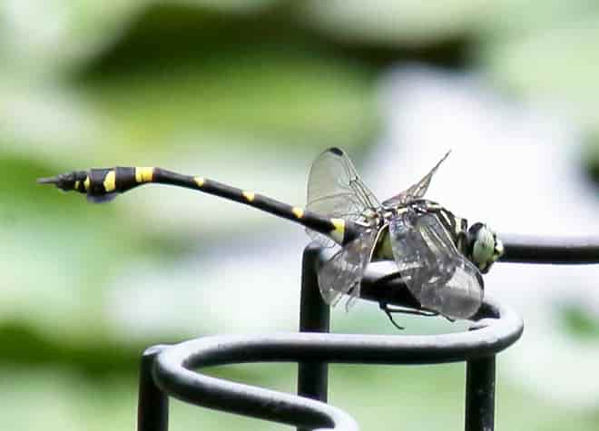 昆虫図鑑・タイワンウチワヤンマ